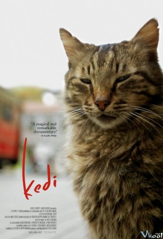 Chú Mèo Kedi - Kedi