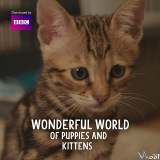 Thế Giới Diệu Kì Của Chó Và Mèo - The Wonderful World Of Puppies And Kittens