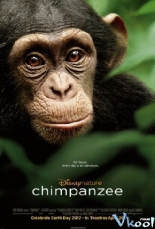 Tinh Tinh Chim Pan Zee - Chimpanzee