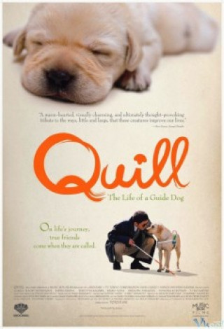 Chú Chó Quill - Quill