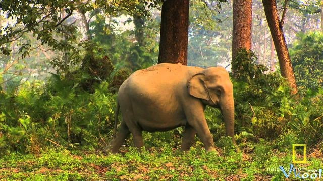 Xem Phim Bí Ẩn Thế Giới Hoang Dã Ấn Độ: Vương Quốc Loài Voi - Secrets Of Wild India: Elephant Kingdom - Vkool.Net - Ảnh 2