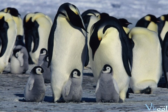 Xem Phim Hành Khúc Chim Cánh Cụt - March Of The Penguins - Vkool.Net - Ảnh 2