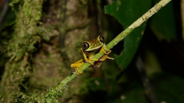 Xem Phim Thế Giới Loài Ếch - Bbc Natural World - Attenborough's Fabulous Frogs - Vkool.Net - Ảnh 4