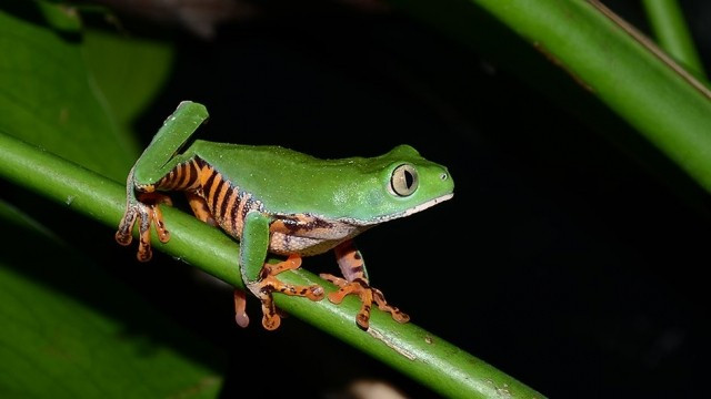 Xem Phim Thế Giới Loài Ếch - Bbc Natural World - Attenborough's Fabulous Frogs - Vkool.Net - Ảnh 2