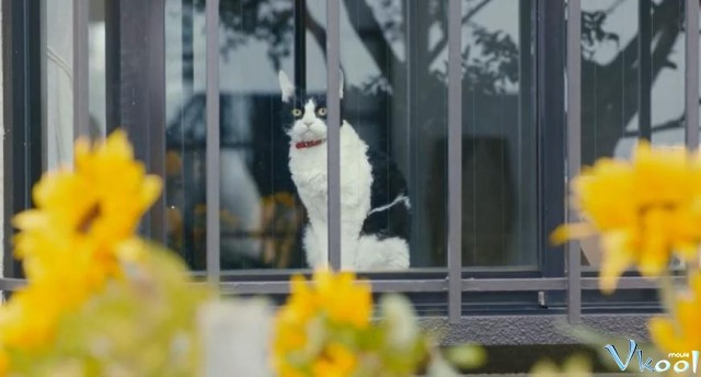Xem Phim Cuộc Hành Trình Của Mèo Nana - Tabineko Ripoto - Vkool.Net - Ảnh 3