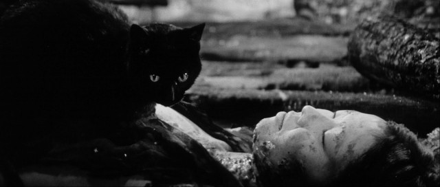 Xem Phim Mèo Mun Hay Hắc Miêu - Black Cat From The Grove - Vkool.Net - Ảnh 2