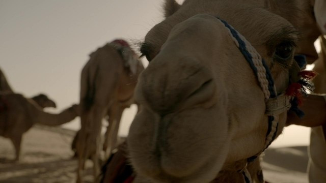Xem Phim Miền Hoang Dã Phần 1 - Wild Arabia Season 1 - Vkool.Net - Ảnh 5