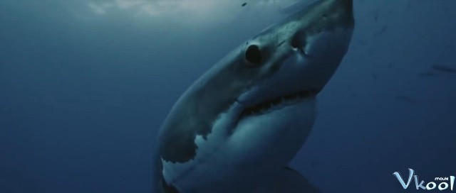 Xem Phim Cá Mập Sát Thủ - Killer Shark - Vkool.Net - Ảnh 2
