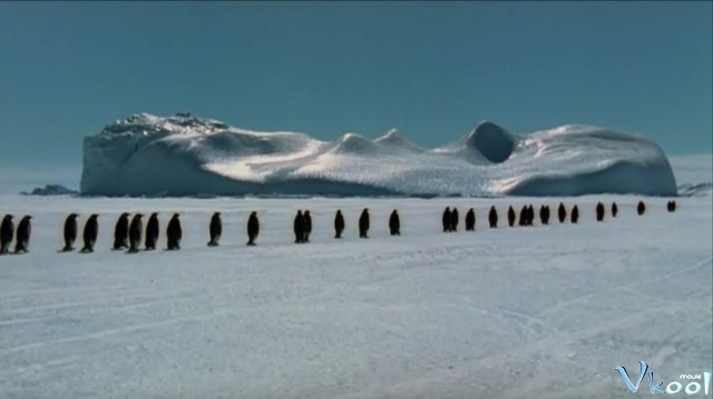 Xem Phim Hành Khúc Chim Cánh Cụt - March Of The Penguins - Vkool.Net - Ảnh 3