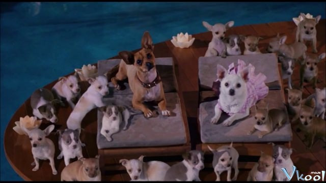 Xem Phim Những Chú Chó Chihuahua Ở Đồi Beverly - Beverly Hills Chihuahua - Vkool.Net - Ảnh 3