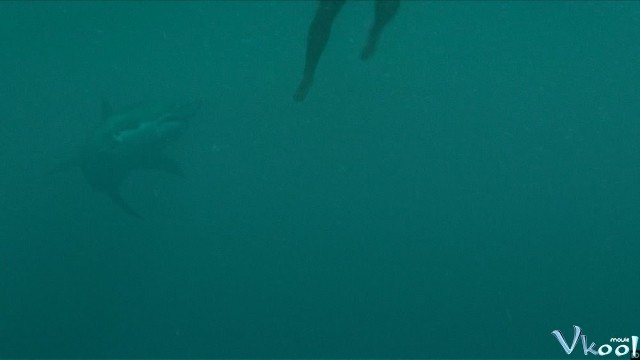 Xem Phim Mồi Cá Mập - Open Water 3: Cage Dive - Vkool.Net - Ảnh 2
