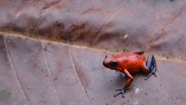 Xem Phim Thế Giới Loài Ếch - Bbc Natural World - Attenborough's Fabulous Frogs - Vkool.Net - Ảnh 3