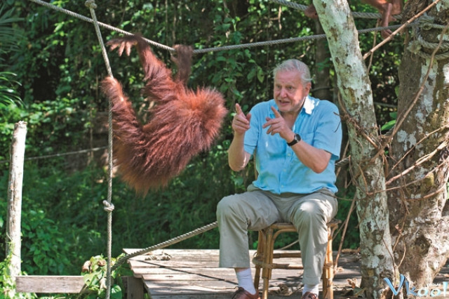 Xem Phim 60 Năm Trong Hoang Dã - Attenborough: 60 Years In The Wild - Vkool.Net - Ảnh 3