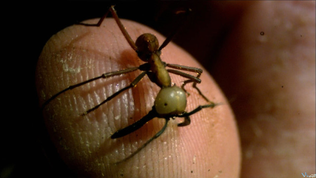 Xem Phim Worlds Biggest And Baddest Bugs - World's Biggest And Baddest Bugs - Vkool.Net - Ảnh 5