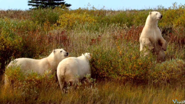 Xem Phim Gấu Bắc Cực - Polar Bears: A Summer Odyssey - Vkool.Net - Ảnh 2