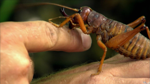 Xem Phim Worlds Biggest And Baddest Bugs - World's Biggest And Baddest Bugs - Vkool.Net - Ảnh 2